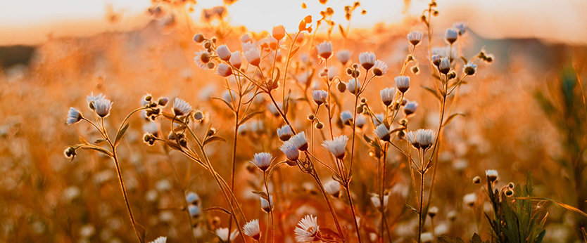 A beautiful flower field with the sunset in the background. Transform with our sustainability tricks.